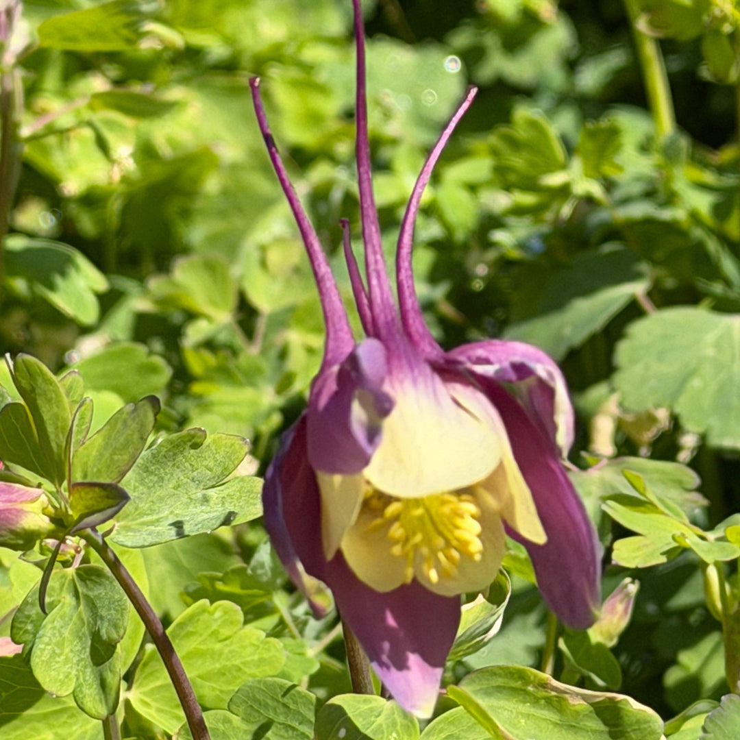 Purple and Yellow Columbine |Spotswood Greenery