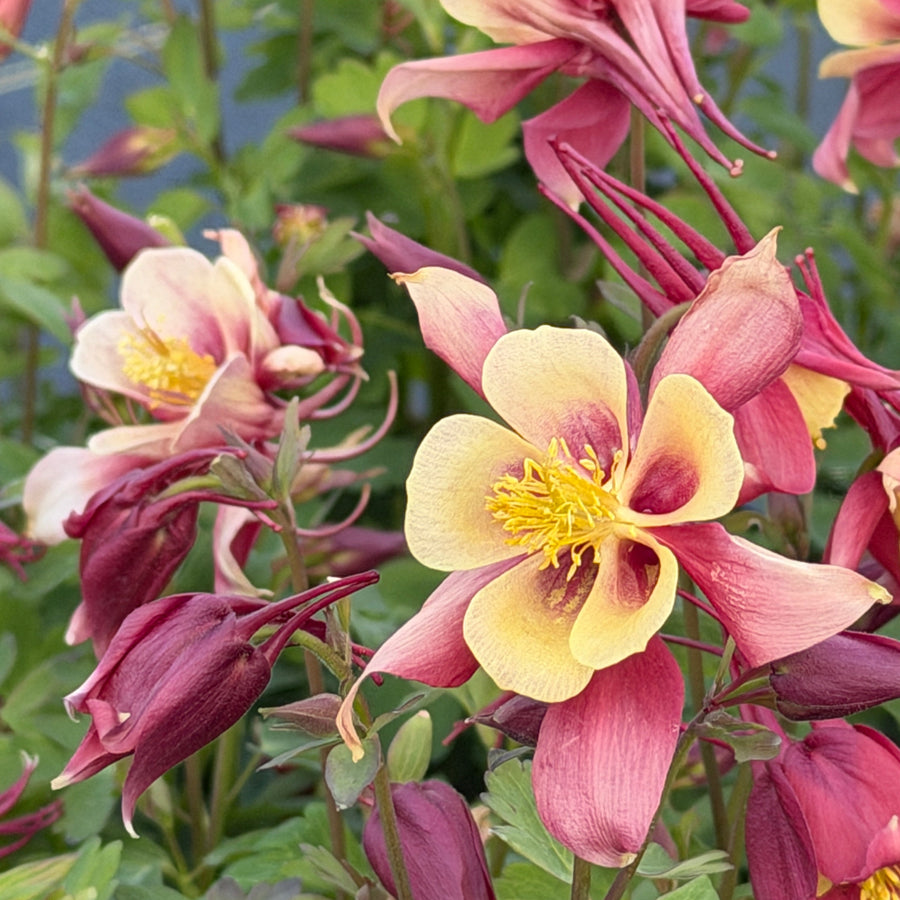 Earlybird Red and Yellow Columbine |Spotswood Greenery