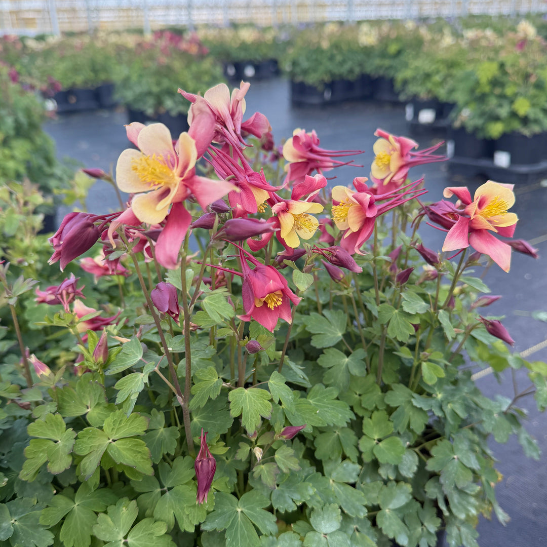 Earlybird® Red Yellow Columbine