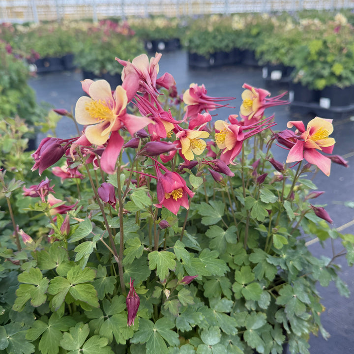 Earlybird® Red Yellow Columbine