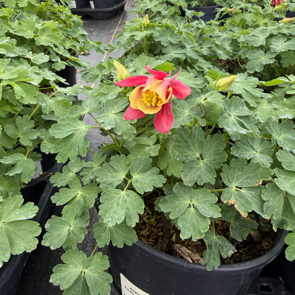 Earlybird Red and Yellow Columbine |Spotswood Greenery