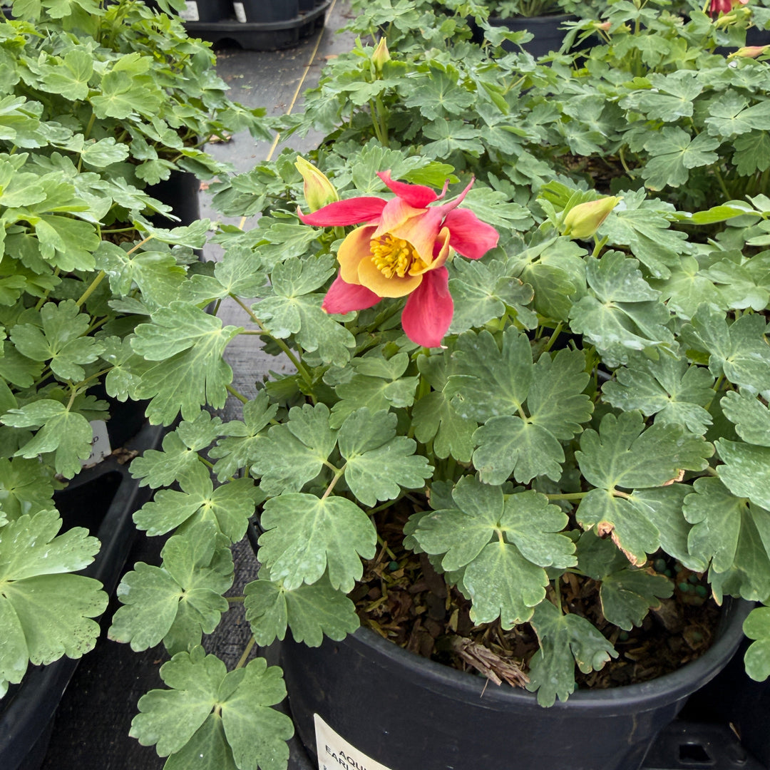 Earlybird Red and Yellow Columbine |Spotswood Greenery