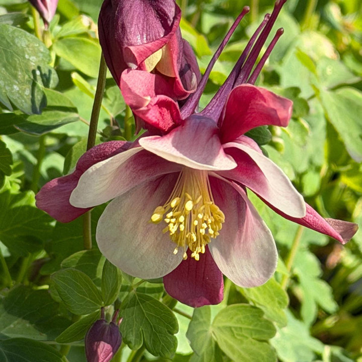 Red and White Columbine |Spotswood Greenery