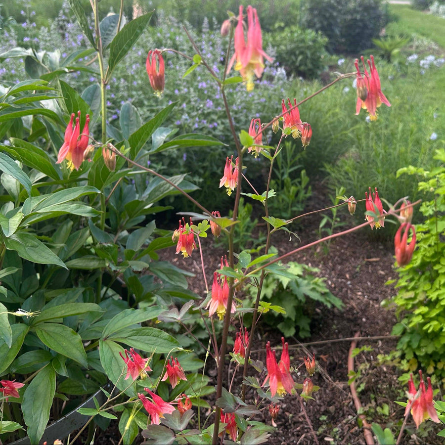 Eastern Columbine |Spotswood Greenery