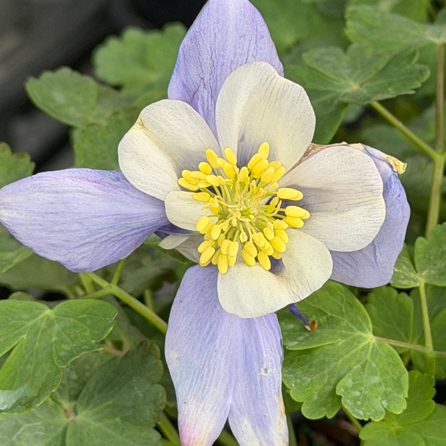 Early Bird Blue and White Columbine |Spotswood Greenery