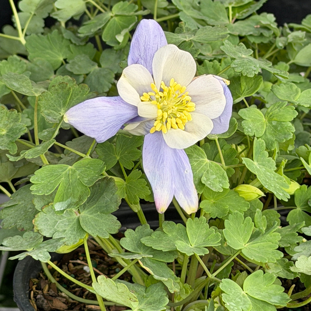 Early Bird Blue and White Columbine |Spotswood Greenery