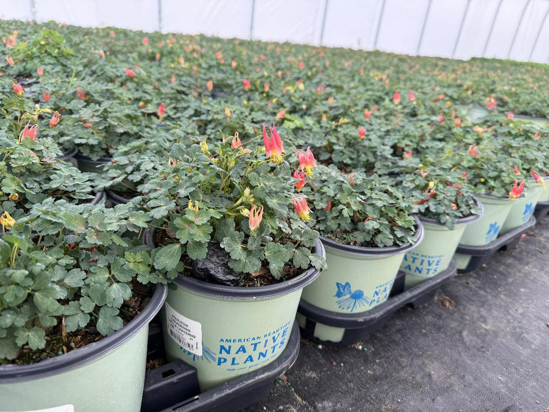 Little Lanterns Columbine |Spotswood Greenery