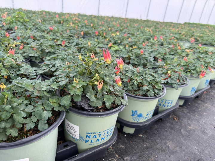 Little Lanterns Columbine |Spotswood Greenery