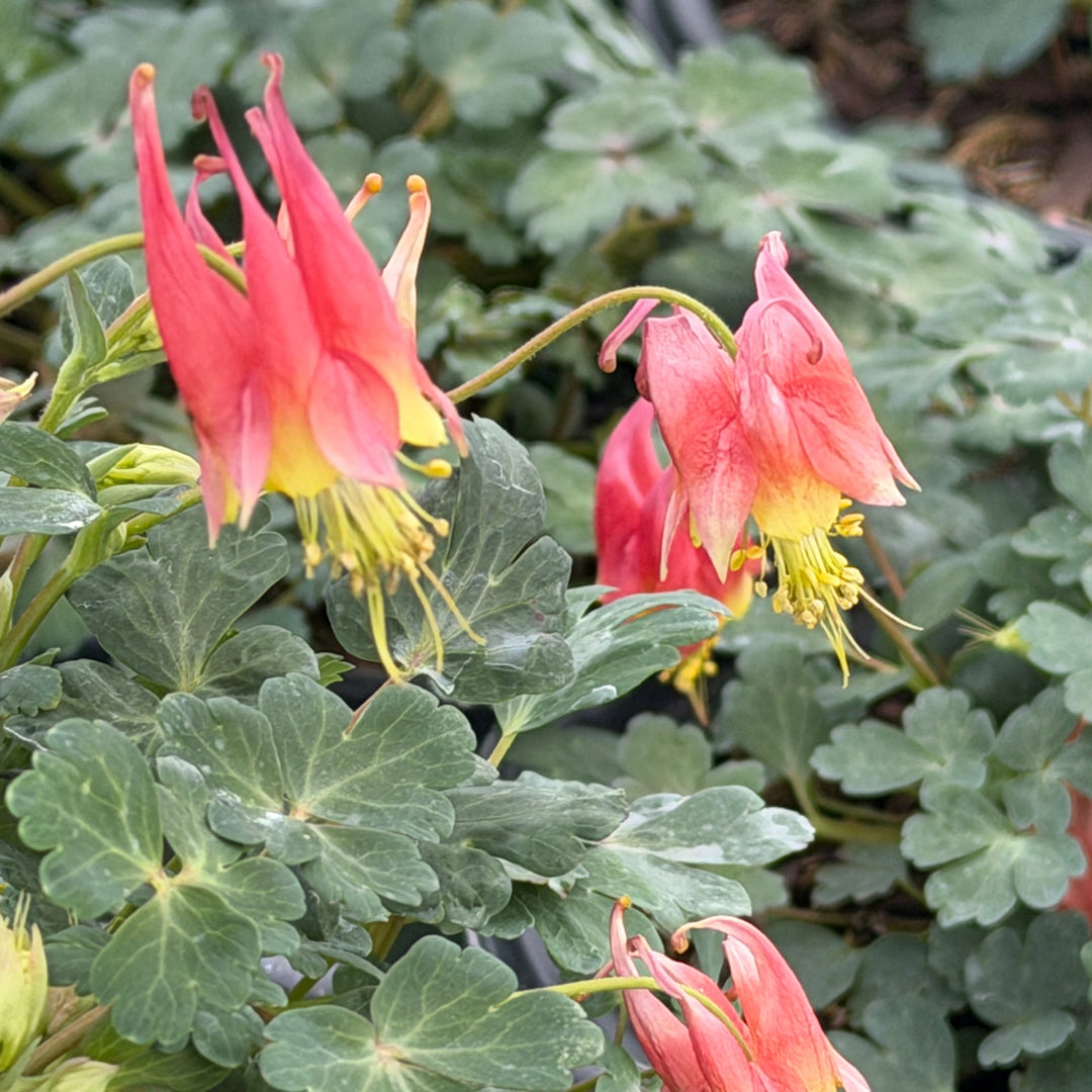 Little Lanterns Columbine |Spotswood Greenery