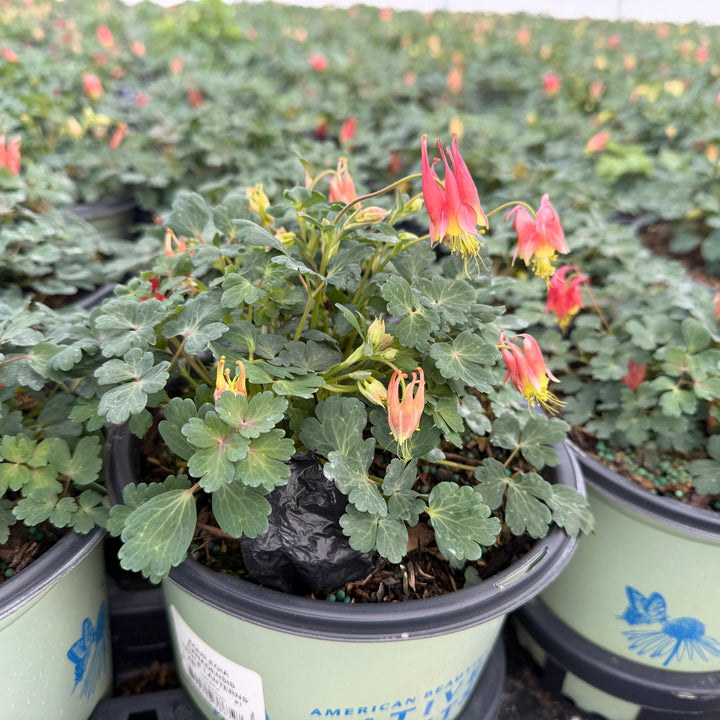 Little Lanterns Columbine |Spotswood Greenery