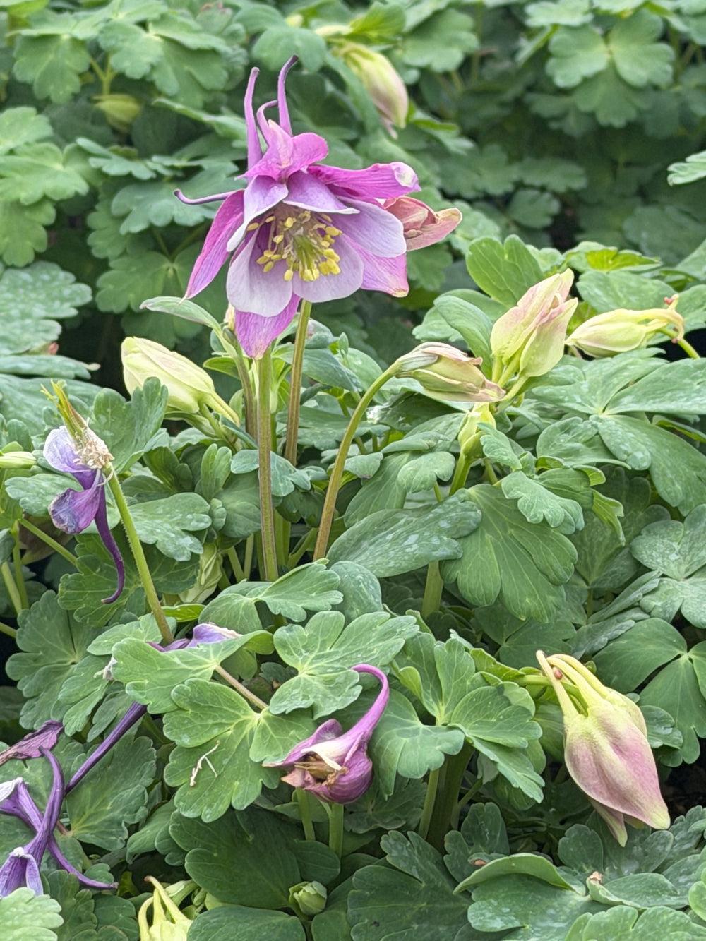 Purple and White Columbine |Spotswood Greenery