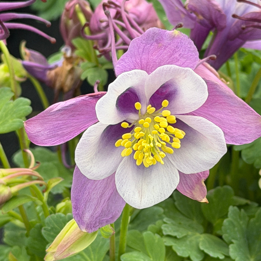 Purple and White Columbine |Spotswood Greenery