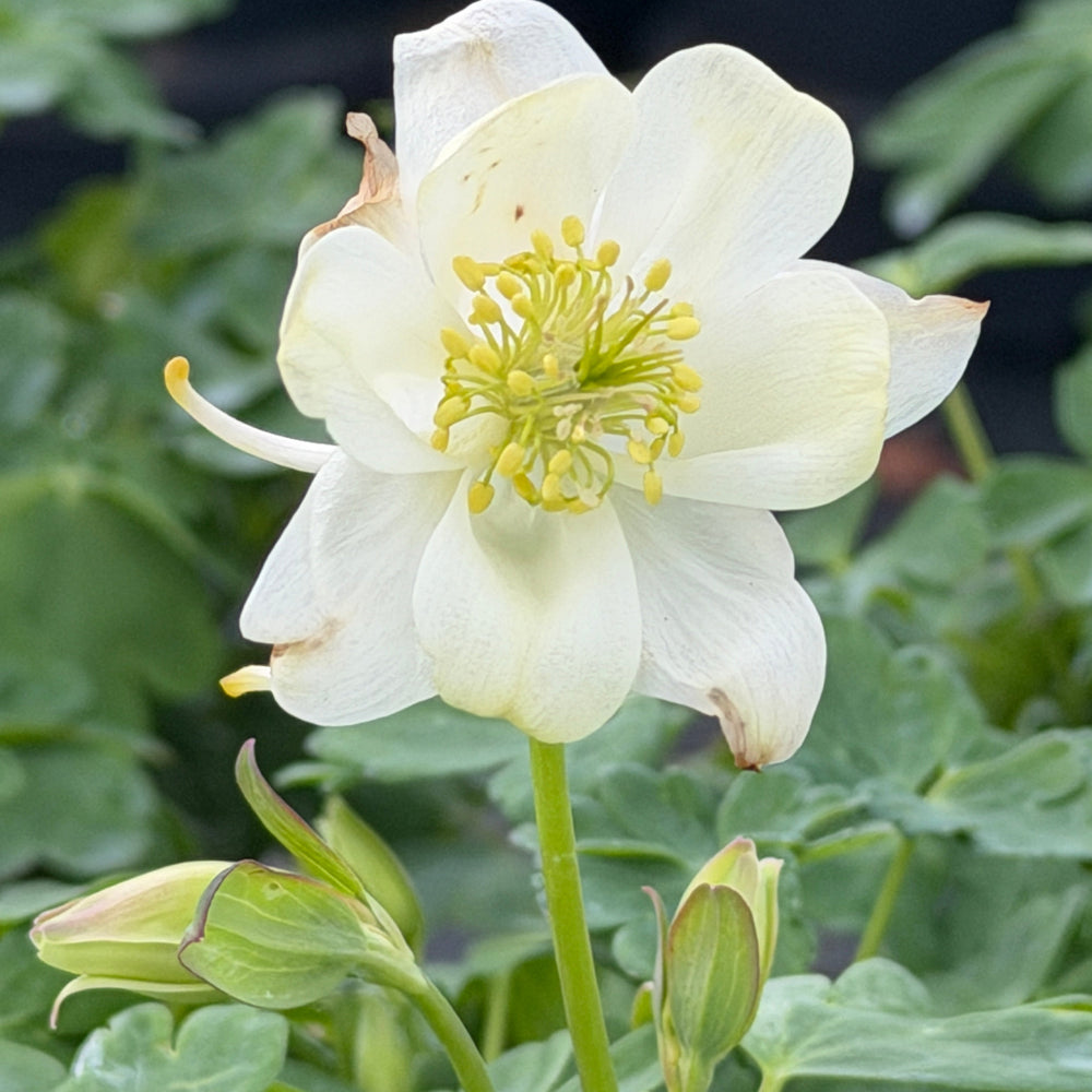 White Columbine |Spotswood Greenery