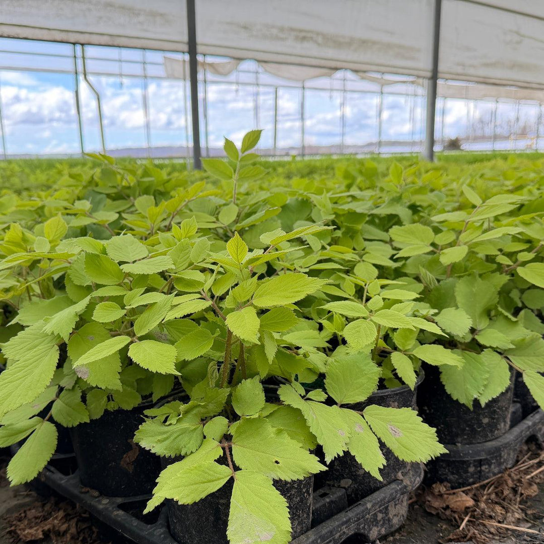 Aralia Sun King |Spotswood Greenery