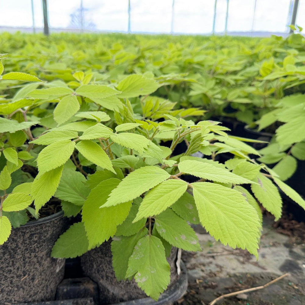 Aralia Sun King |Spotswood Greenery
