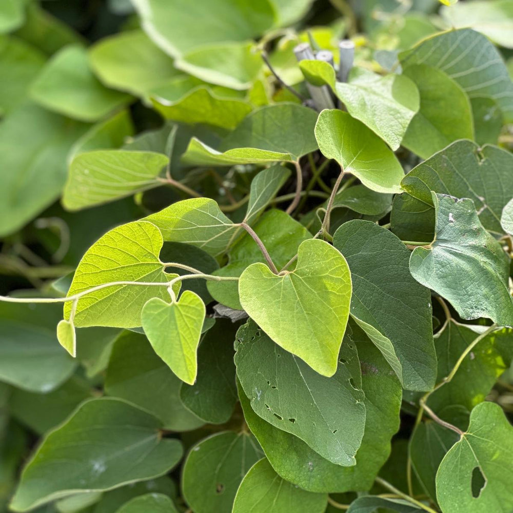 Dutchman's Pipe |Spotswood Greenery