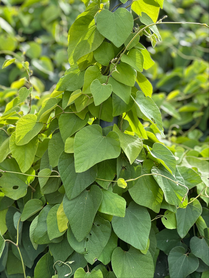 Dutchman's Pipe