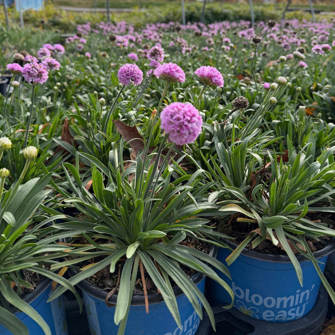 sweet dreams sea thrift |Spotswood Greenery