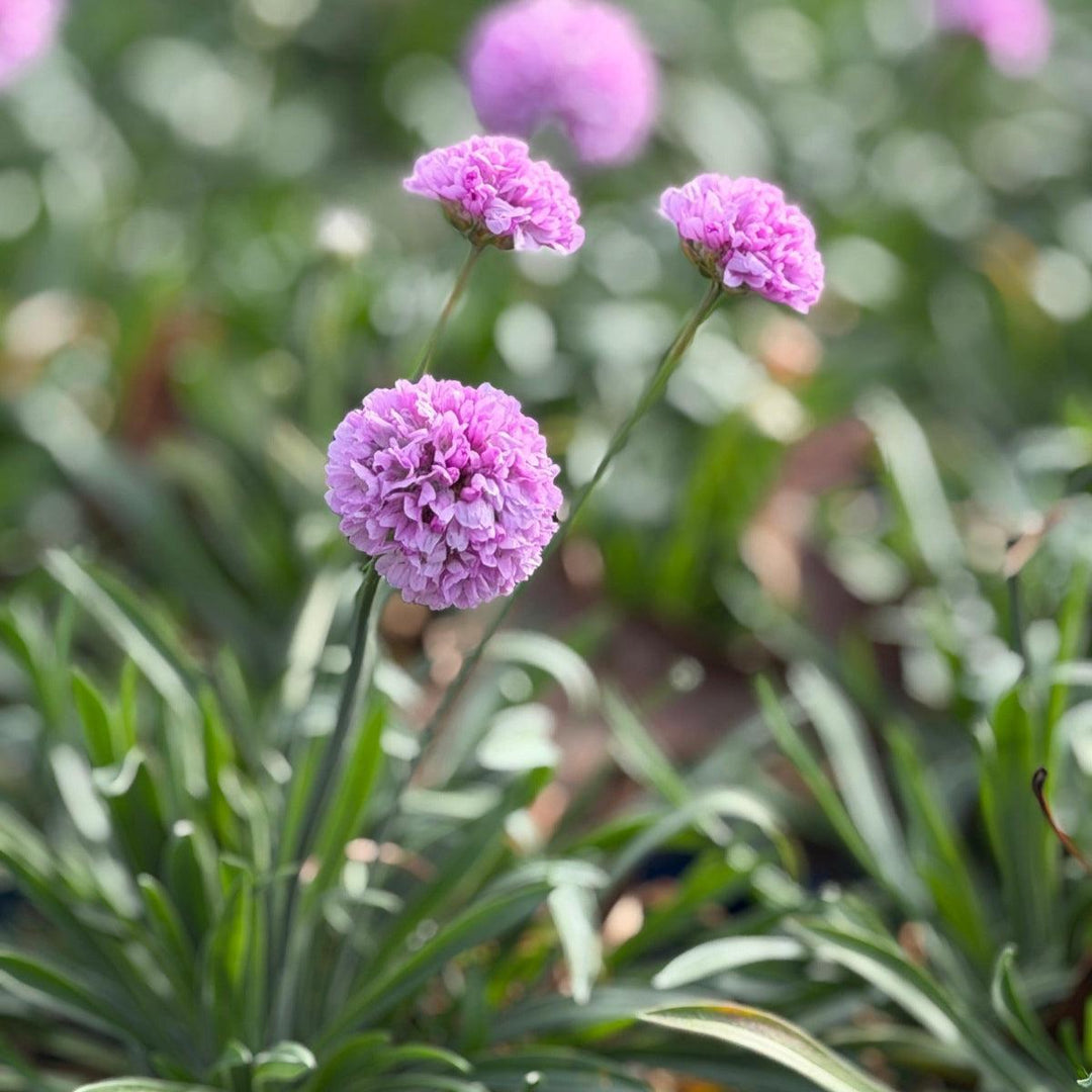 sweet dreams sea thrift |Spotswood Greenery