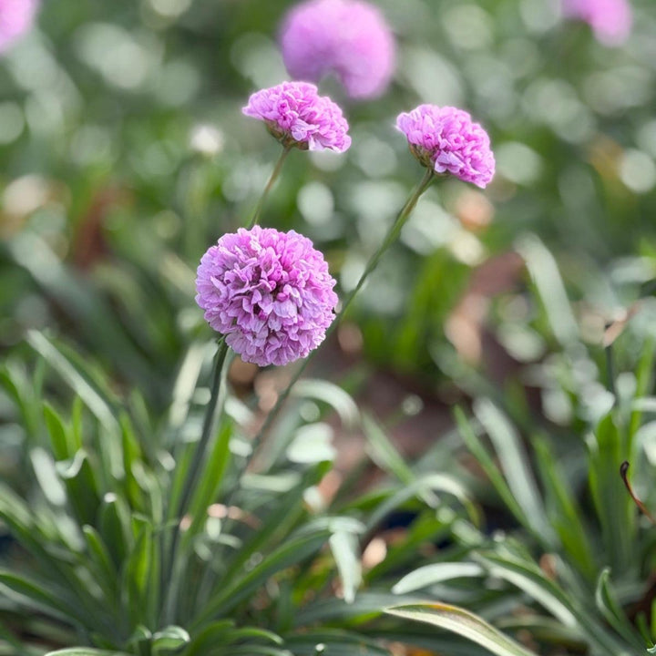 sweet dreams sea thrift |Spotswood Greenery