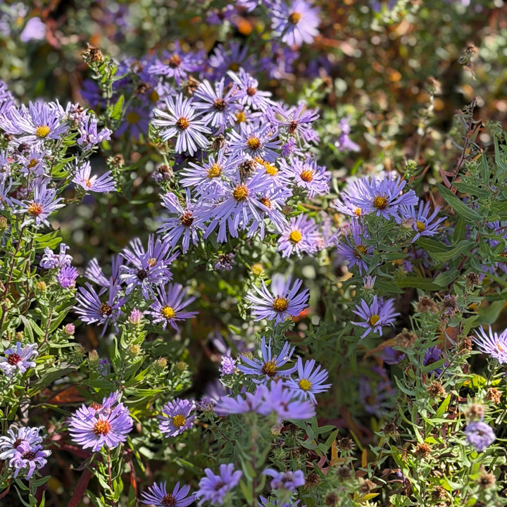 Aromatic Aster |Spotswood Greenery