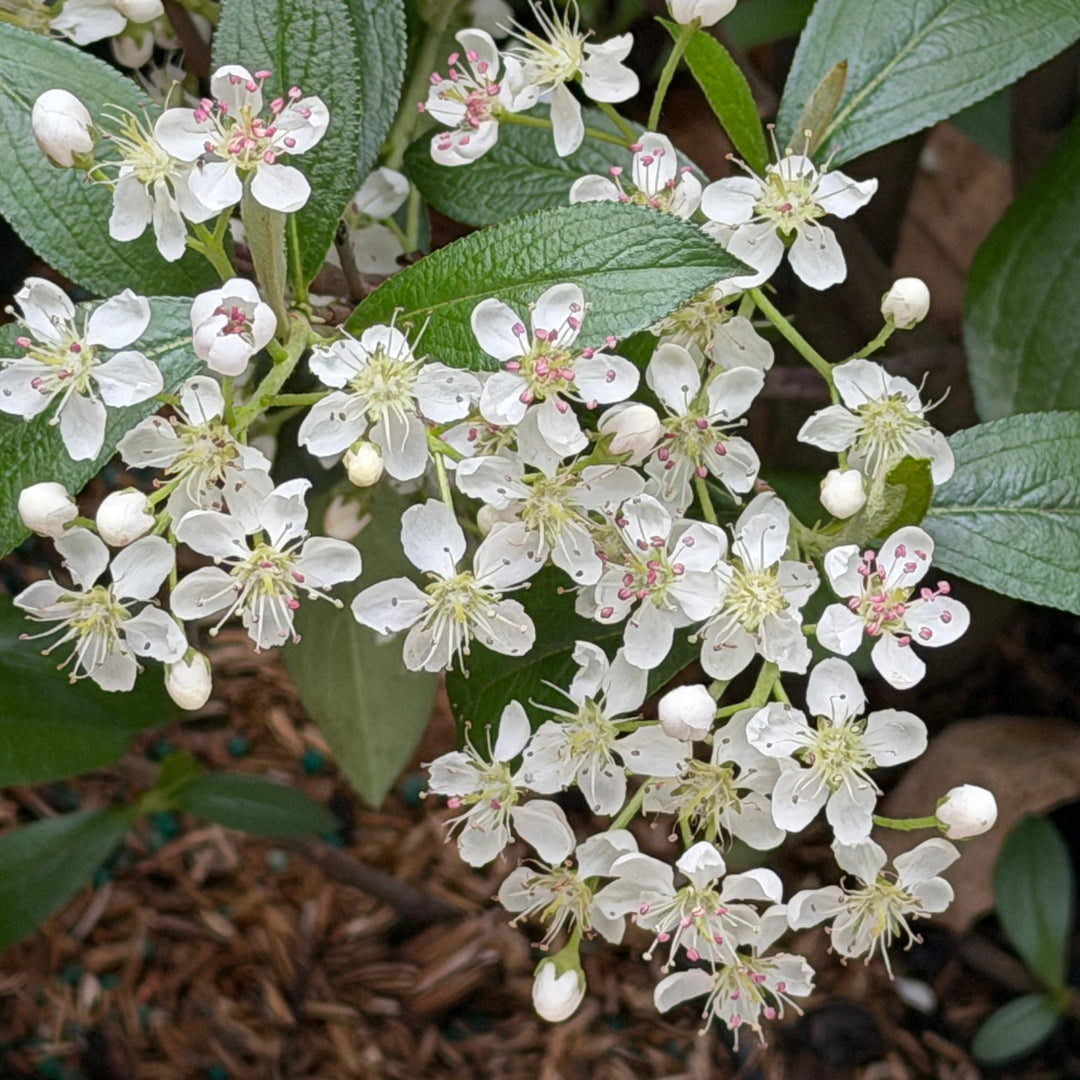 Aronia Brilliantissima |Spotswood Greenery
