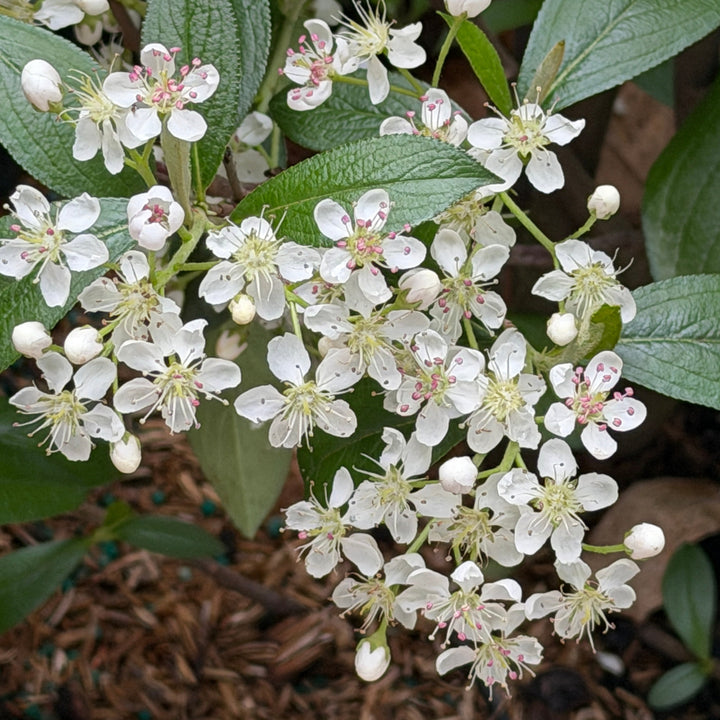 Aronia Brilliantissima |Spotswood Greenery