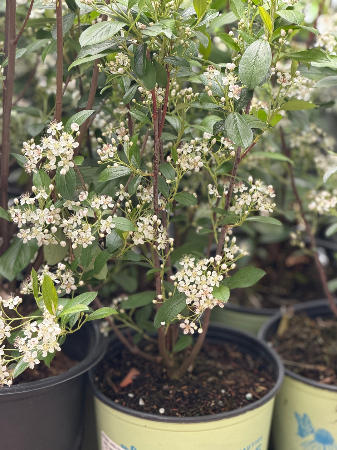 Aronia Brilliantissima |Spotswood Greenery