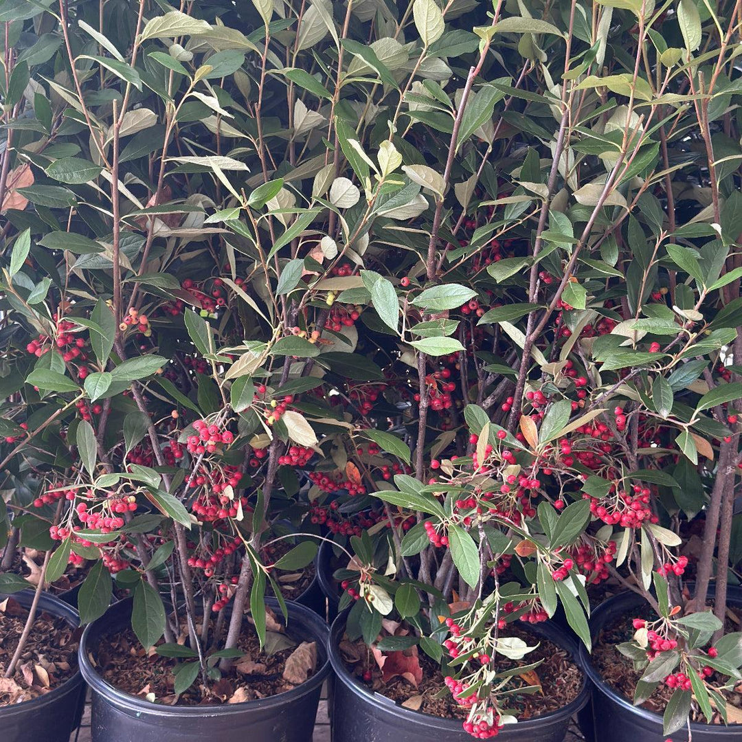 Aronia Brilliantissima |Spotswood Greenery