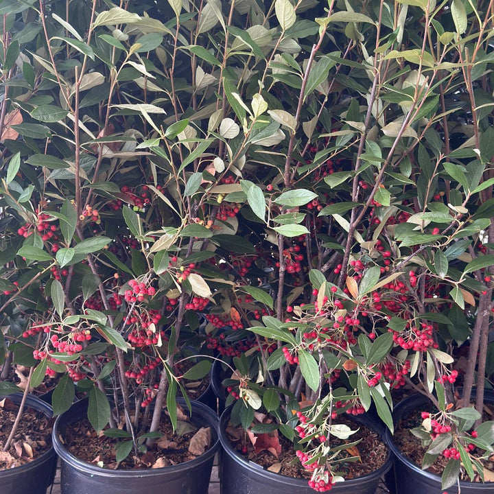 Aronia Brilliantissima |Spotswood Greenery