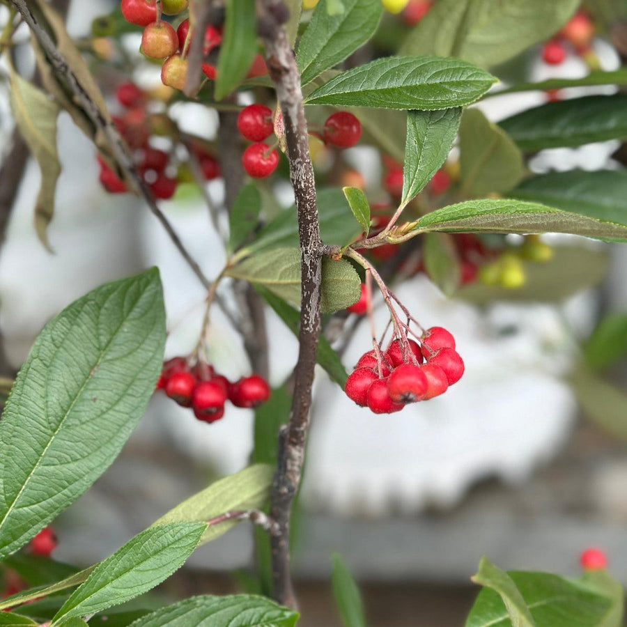 Aronia Brilliantissima |Spotswood Greenery