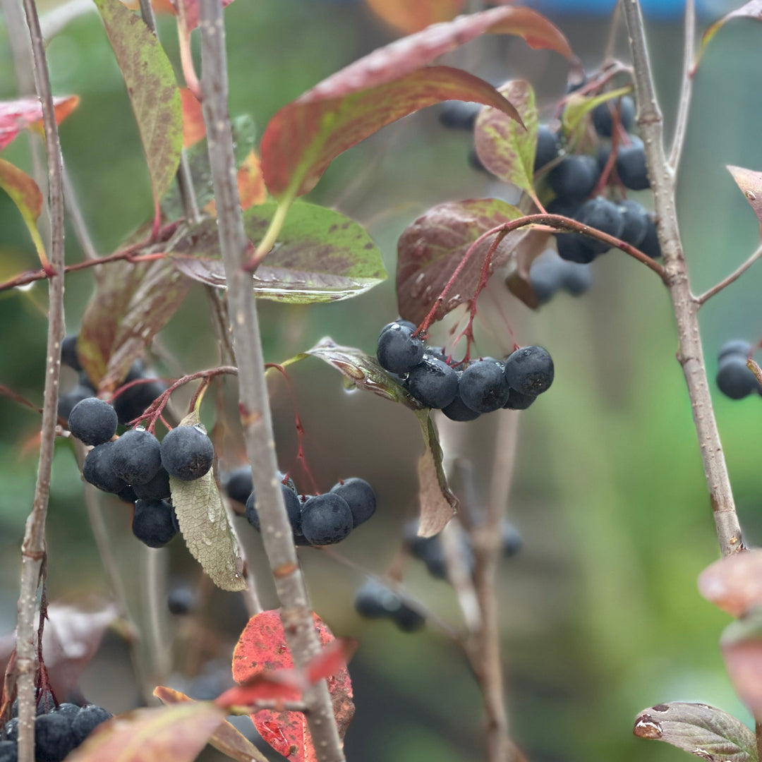 Black Chokeberry |Spotswood Greenery
