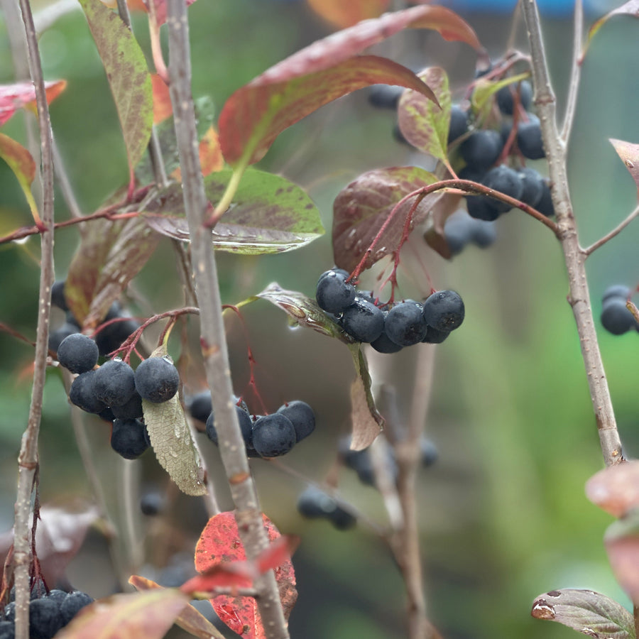 Black Chokeberry |Spotswood Greenery