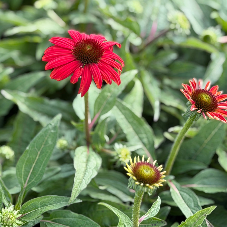 Artisan® Red Ombre Coneflower |Spotswood Greenery