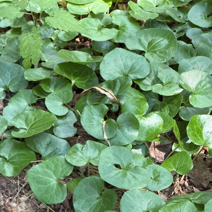 american native wild ginger |Spotswood Greenery