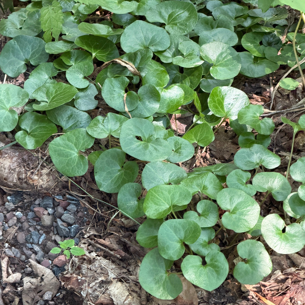 american native wild ginger |Spotswood Greenery