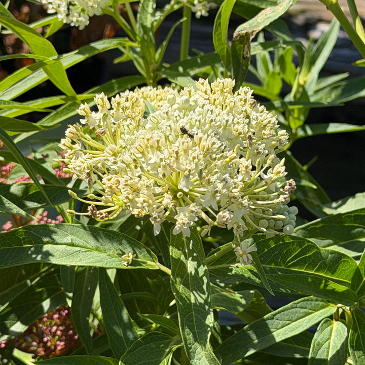 ice ballet swamp milkweed |Spotswood Greenery