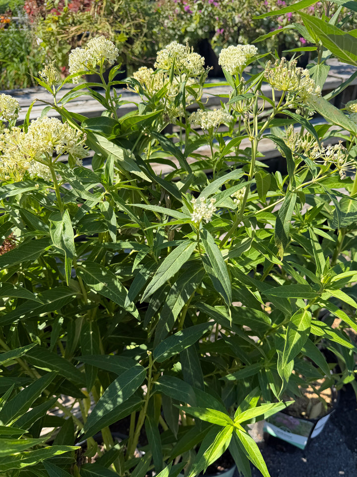 Ice Ballet Swamp Milkweed