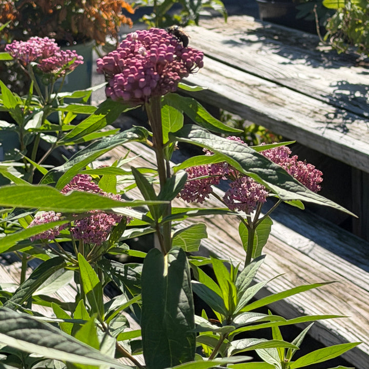 asclepias-incarnata-swamp-milkweed|Spotswood Greenery