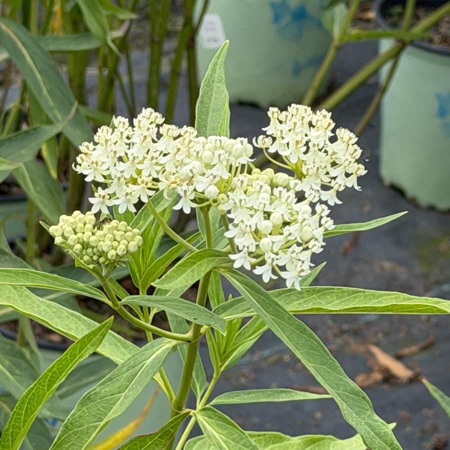 ice ballet swamp milkweed |Spotswood Greenery