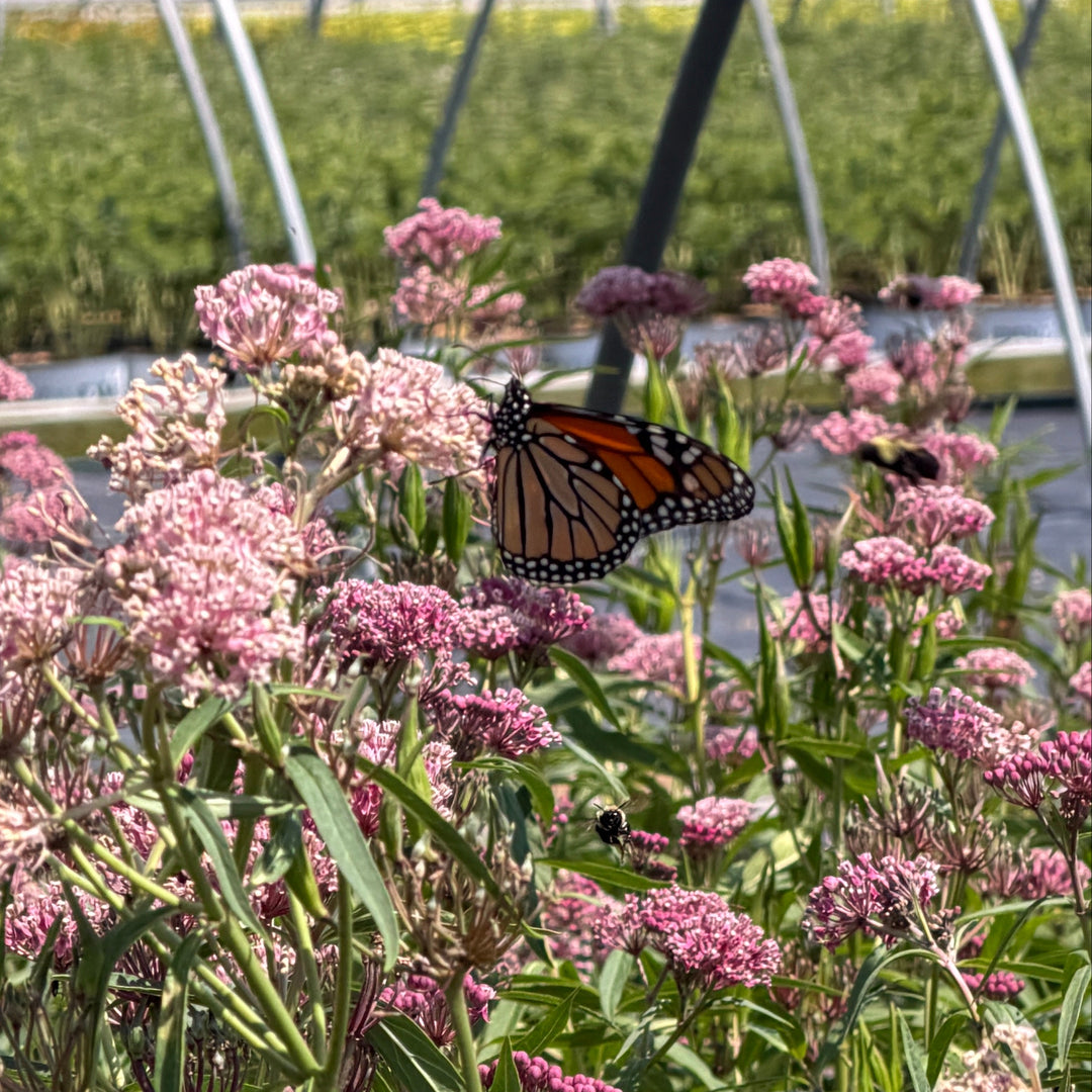 Swamp milkweed |Spotswood Greenery