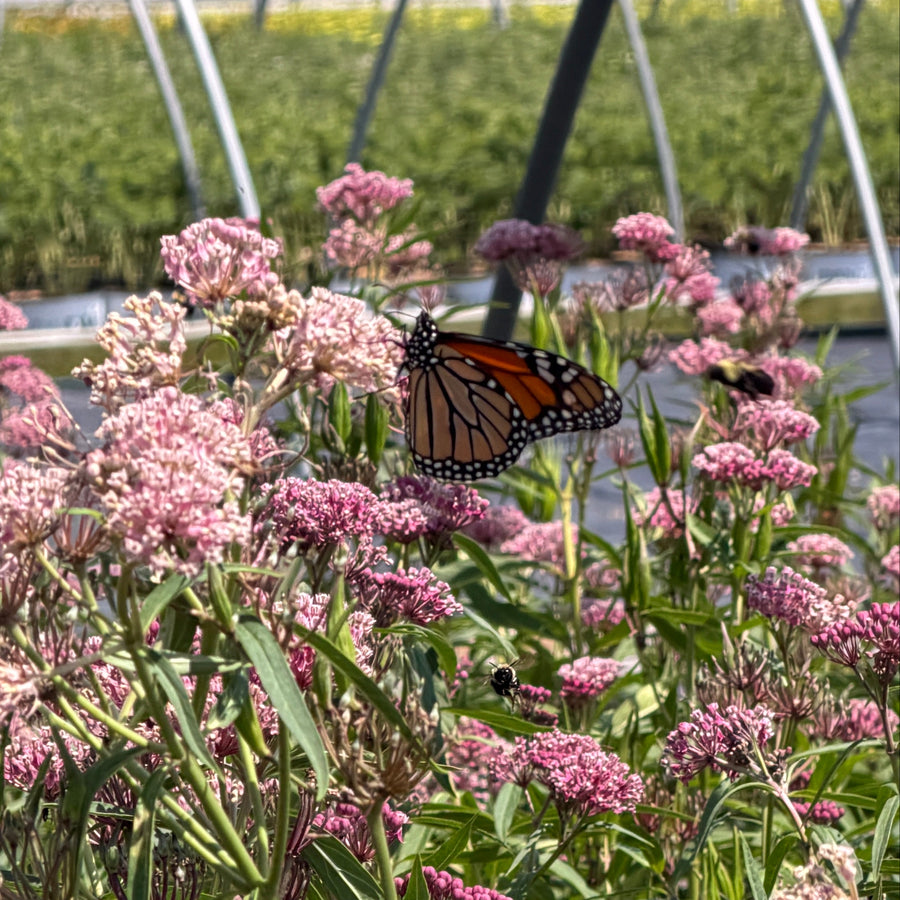 Swamp milkweed |Spotswood Greenery
