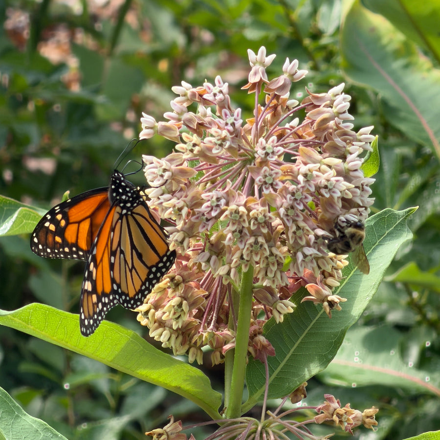 common milkweed |Spotswood Greenery
