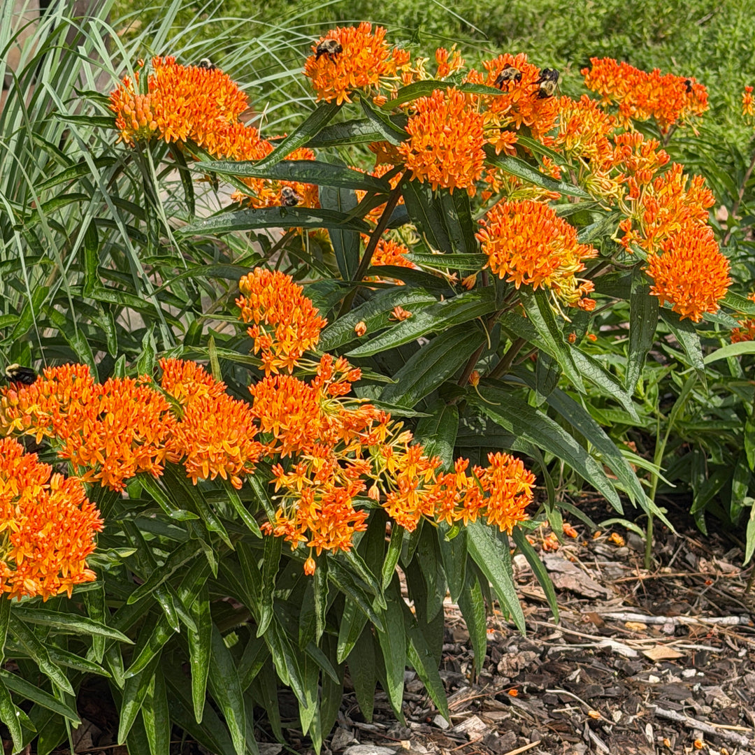 asclepias-tuberosa-butterfly-milkweed |Spotswood Greenery
