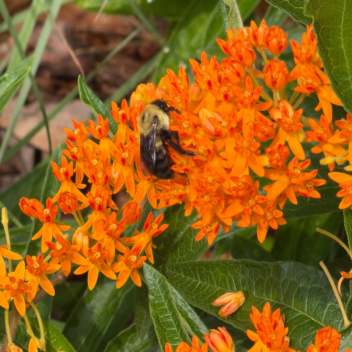 asclepias-tuberosa-butterfly-milkweed |Spotswood Greenery