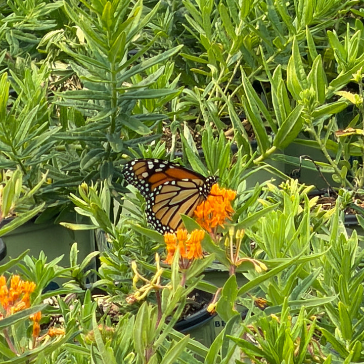 asclepias-tuberosa-butterfly-milkweed |Spotswood Greenery