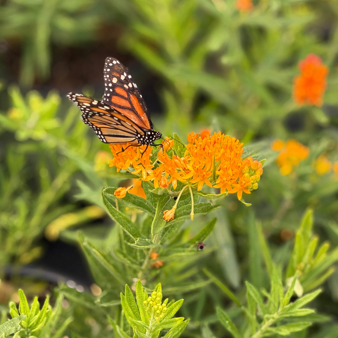 asclepias-tuberosa-butterfly-milkweed |Spotswood Greenery