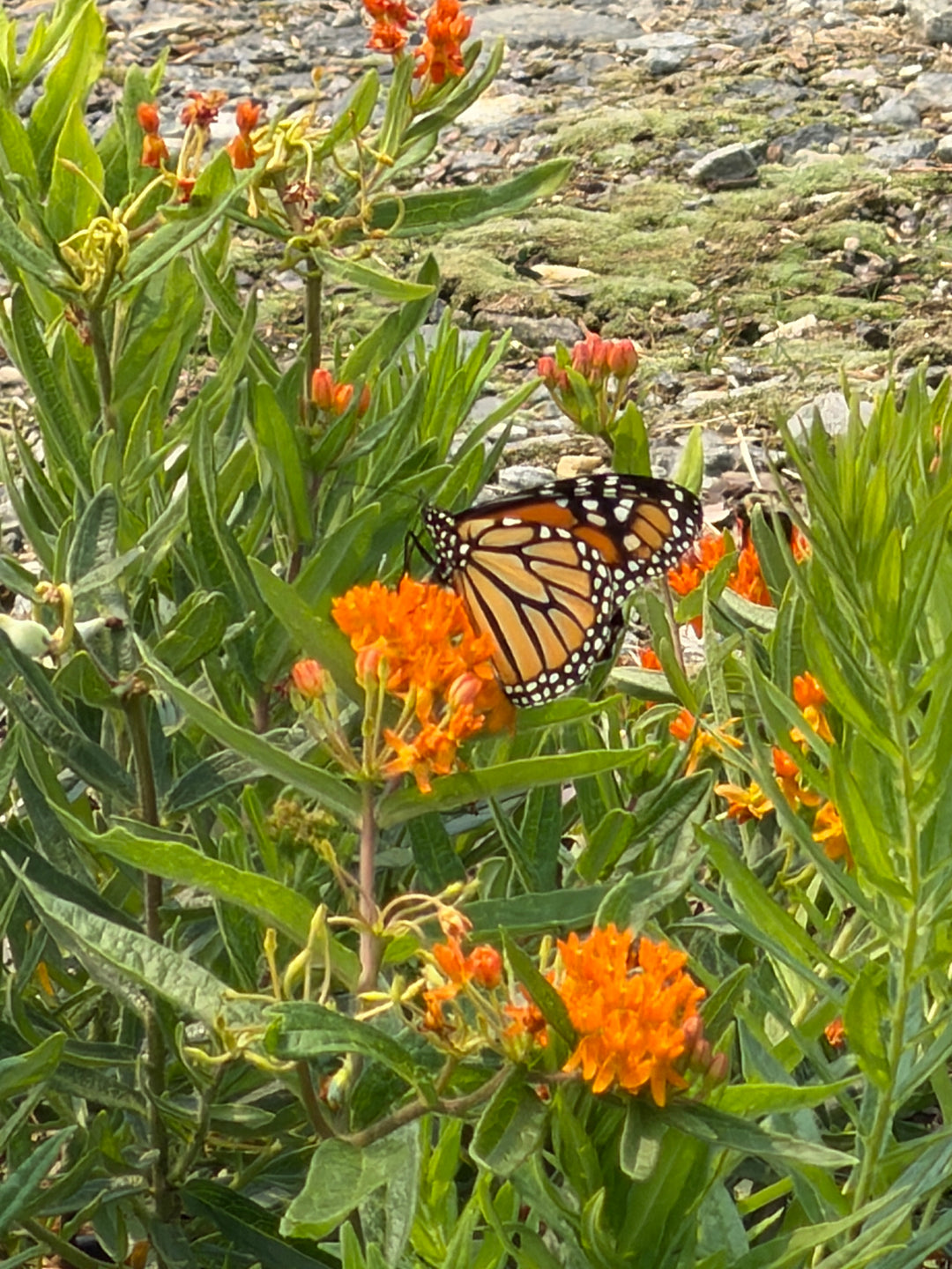 Butterfly Milkweed