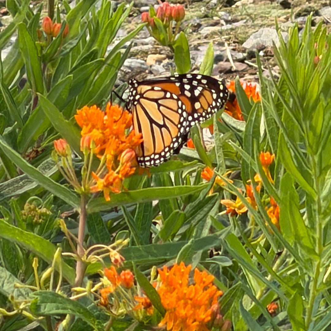 asclepias-tuberosa-butterfly-milkweed |Spotswood Greenery