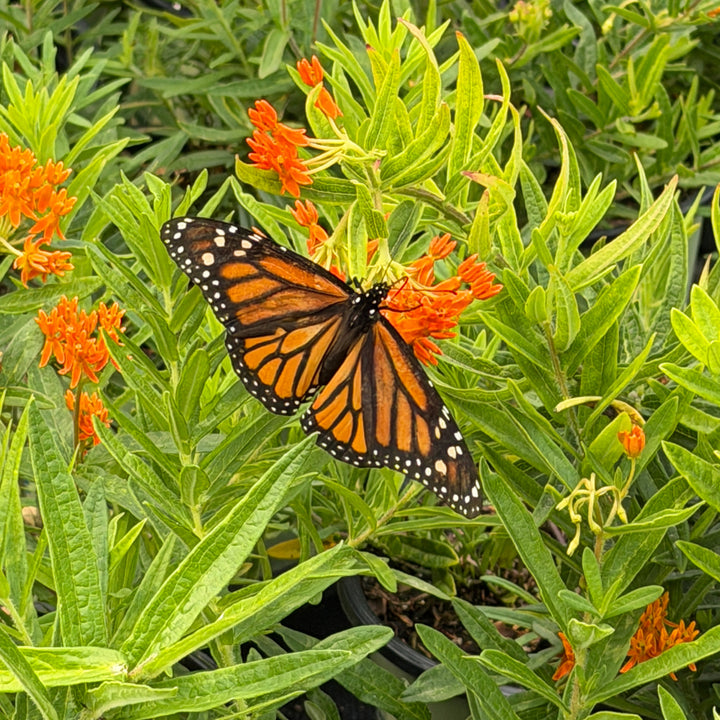 asclepias-tuberosa-butterfly-milkweed |Spotswood Greenery